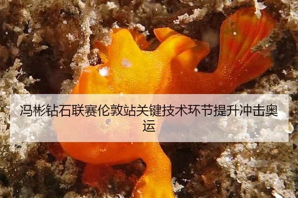 feng-bin-zuan-shi-lian-sai-lun-dun-zhan-guan-jian-ji-shu-huan-jie-ti-sheng-chong-ji-ao-yun-2-988.jpg